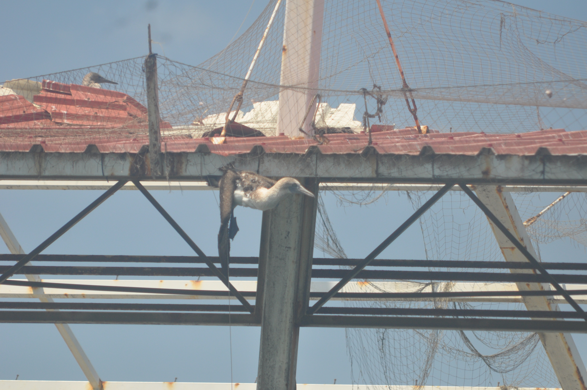 Juvenile blue-footed booby entangled in discarded fishing netting on a coastal pier structure, with an adult perched on the roofline above