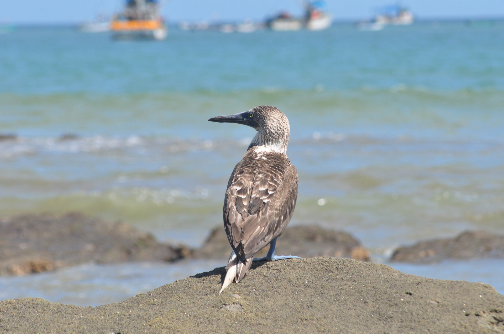 Juvenile blue-footed booby at the artisanal fishing landing — direct evidence the coastal food chain is still functioning at our doorstep.
