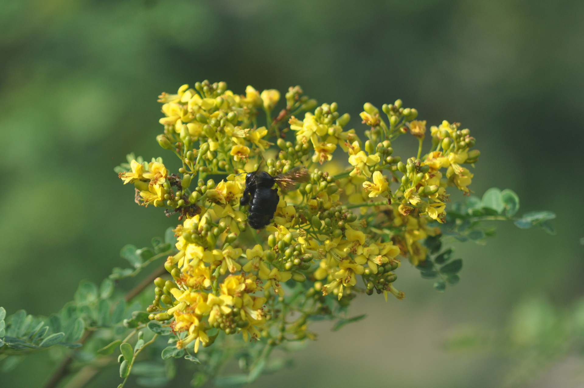 Black carpenter bee working an algarrobo bloom — primary pollinator for the keystone legumes of the dry forest.
