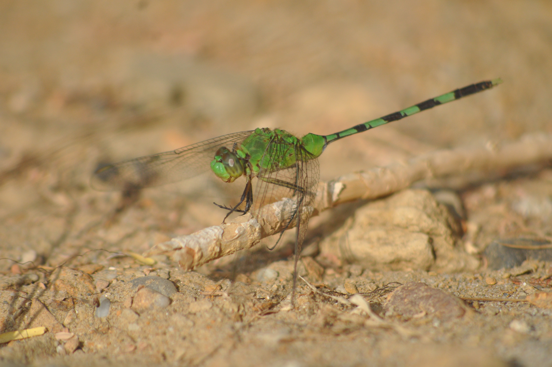 Green pondhawk on a riparian margin — odonata presence is a leading indicator of water-quality recovery.