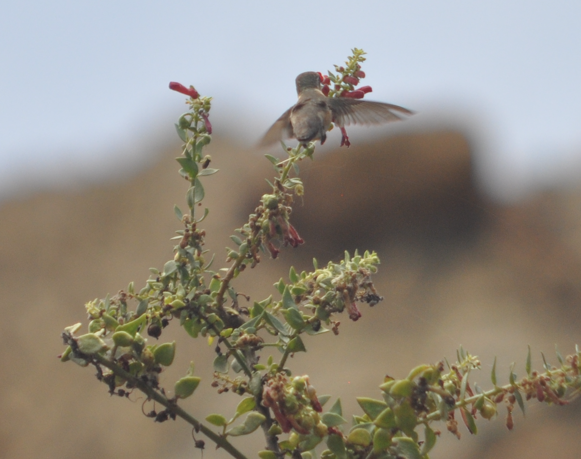 Female hummingbird feeding on a flowering dry-forest shrub mid-flight — pollination service caught in real time on a regenerating slope.
