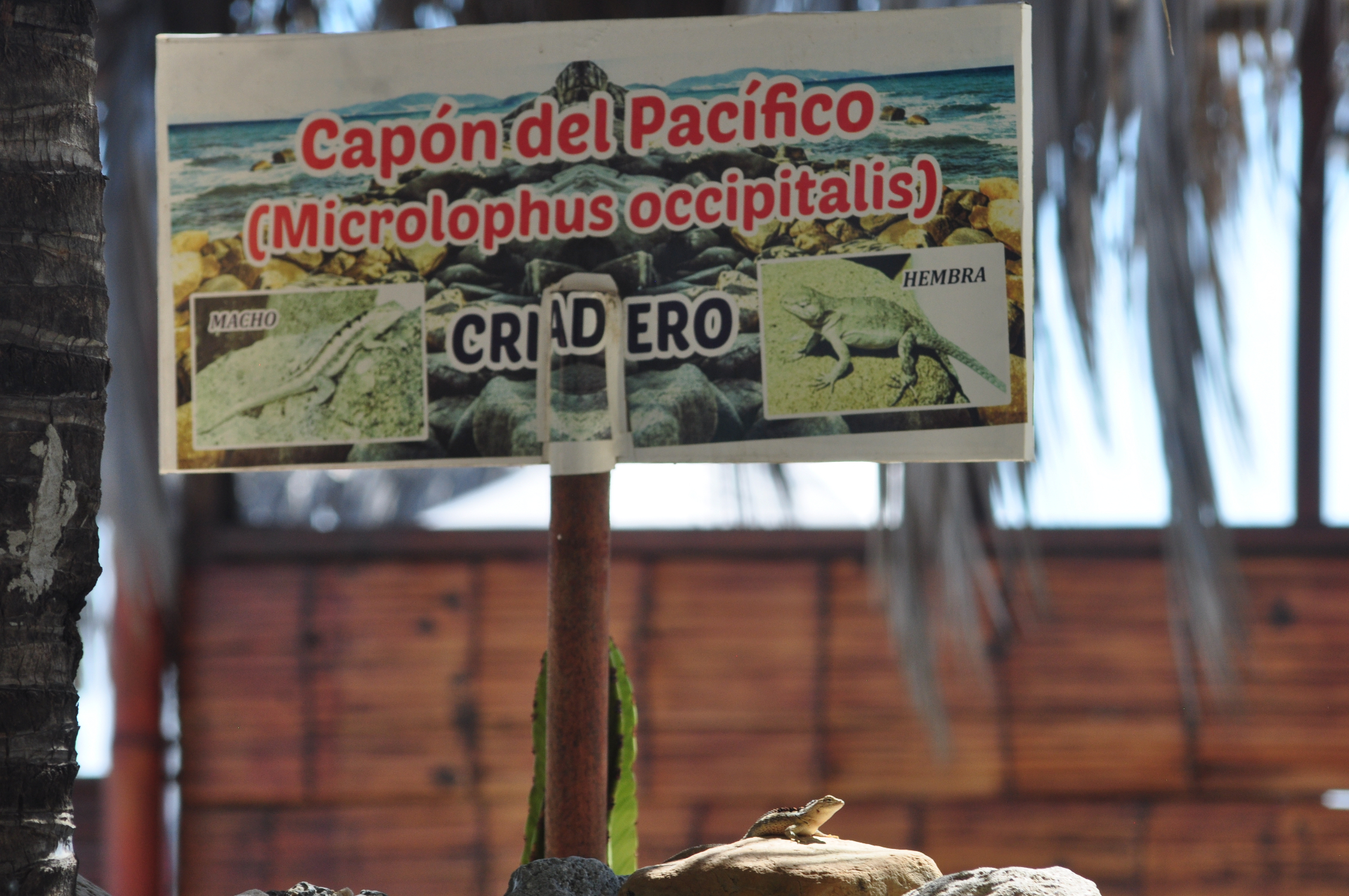 A wild Pacific lava lizard basks below a community-built nesting station — local stewards run a small breeding refuge for this dry-coast endemic.
