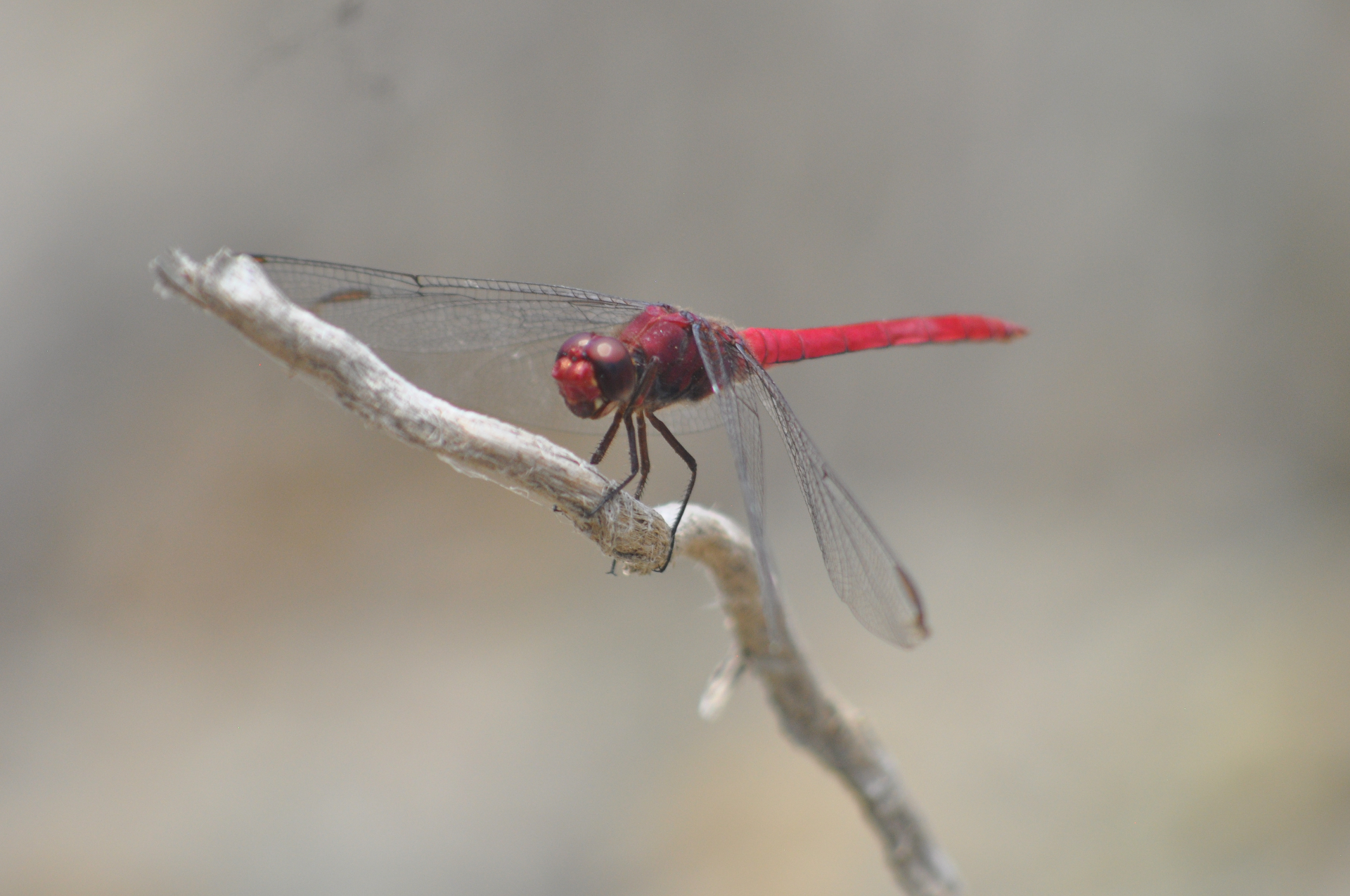 Scarlet skimmer perched on a dry-stick observation point above slow-moving freshwater.