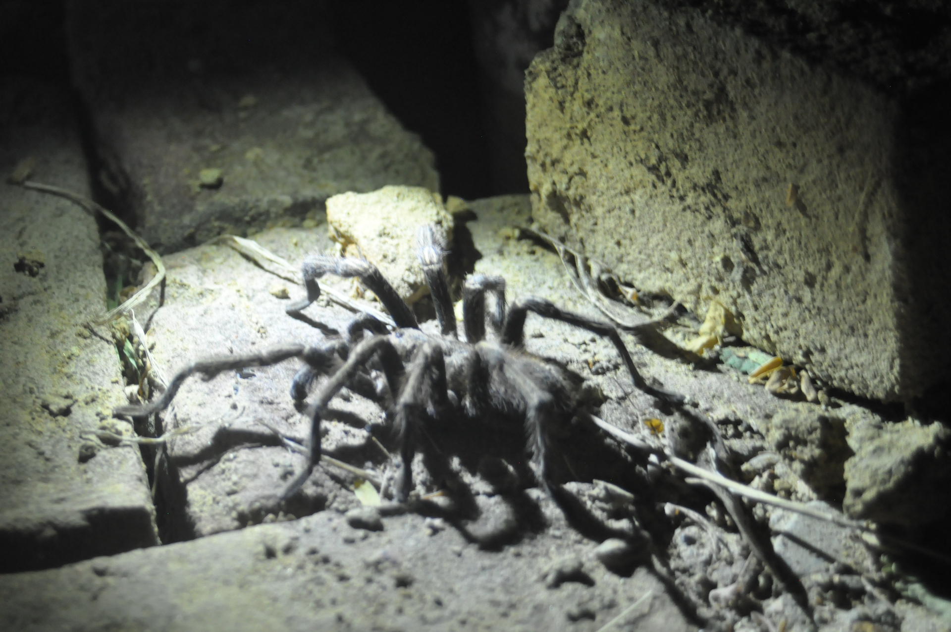 Nocturnal observation of an apex invertebrate predator — a healthy population indicates intact soil structure and prey base.