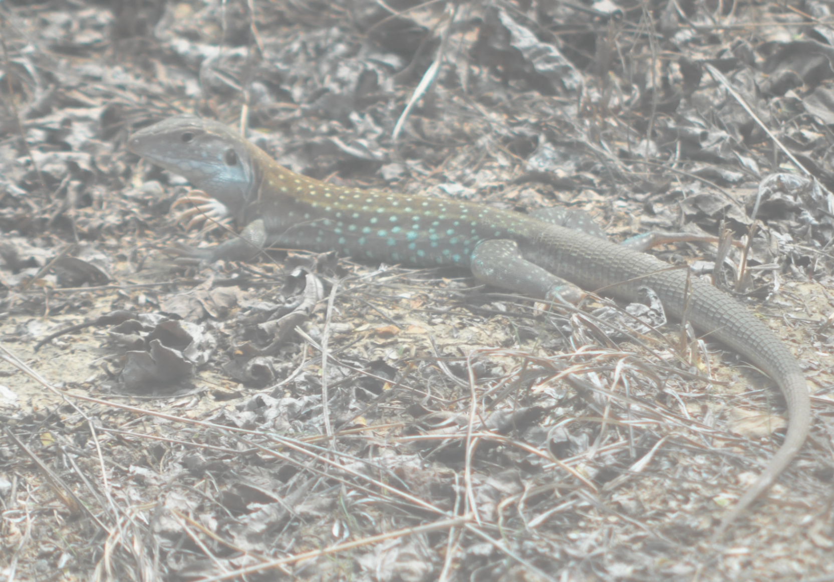 Whiptail lizard with turquoise flank spotting and blue throat resting on dry forest leaf litter